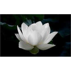 Baltojo lotoso ataras, 4ml