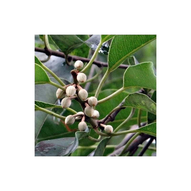 Bakul žiedų ataras, 4ml