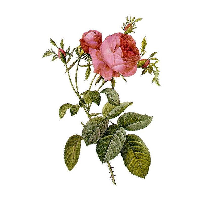 Rožių (Rose de Mai) eterinis aliejus/ 3ml